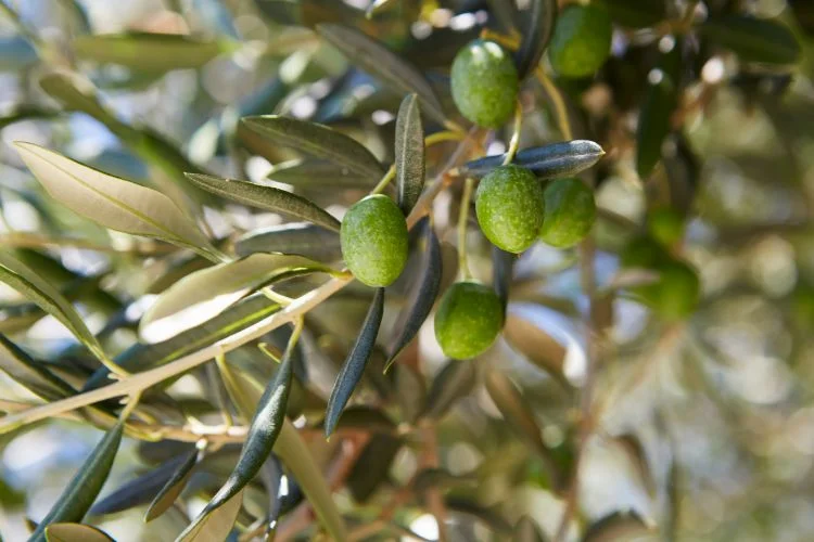 Une branche d'olivier rempli de feuilles et d'olives