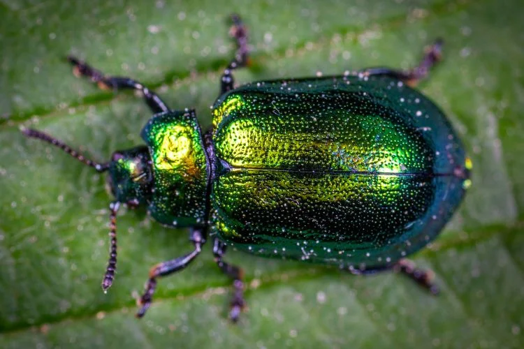 Une chrysomèle verte et bleue en gros plan