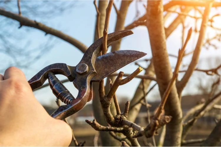 Une personne qui taille une branche d'un arbre avec un outil.