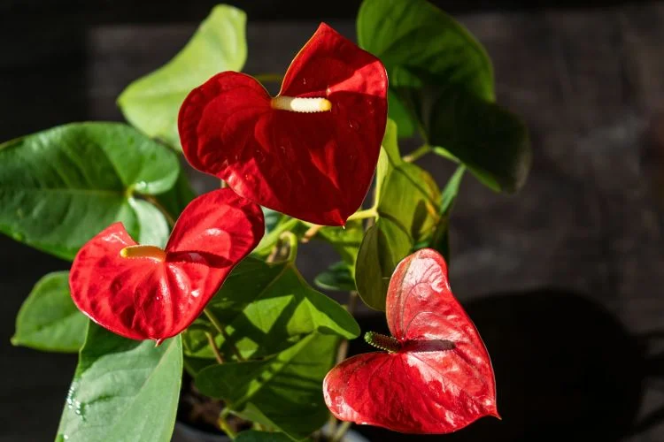 Un anthurium rouge en pleine lumière.
