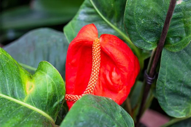 Une fleur d'anthurium scherzerianum en gros plan.