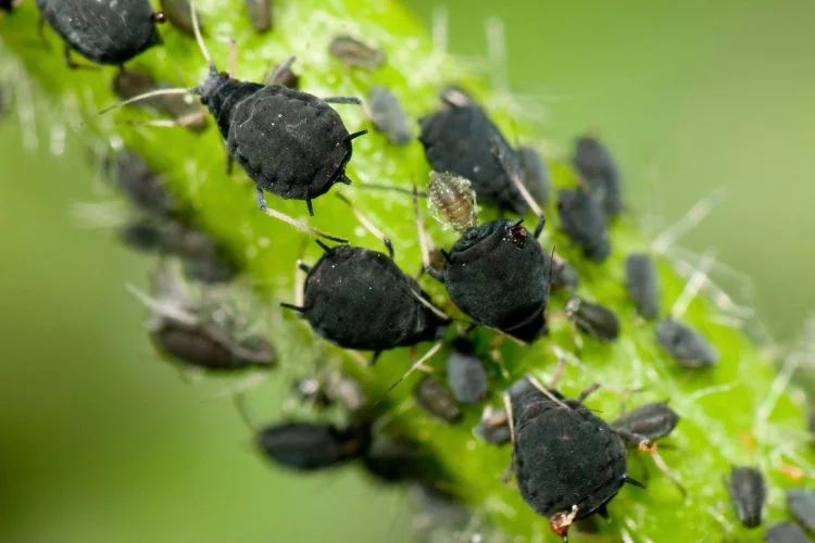 Des pucerons noirs sur une branche de plant de tomate en gros plan.