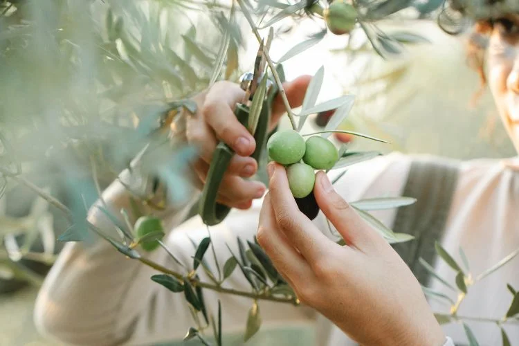 Une dame qui taille les branches d'un olivier à l'aide d'un sécateur.