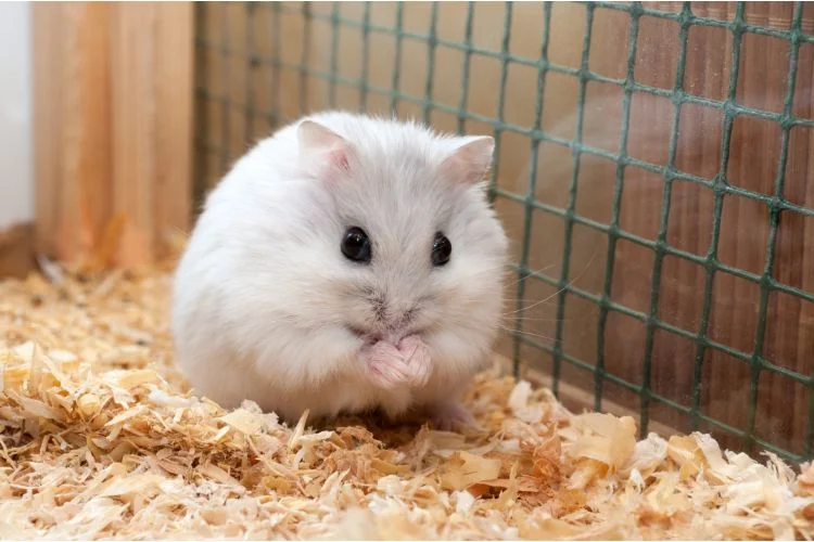 Un hamster tout blanc en boule.