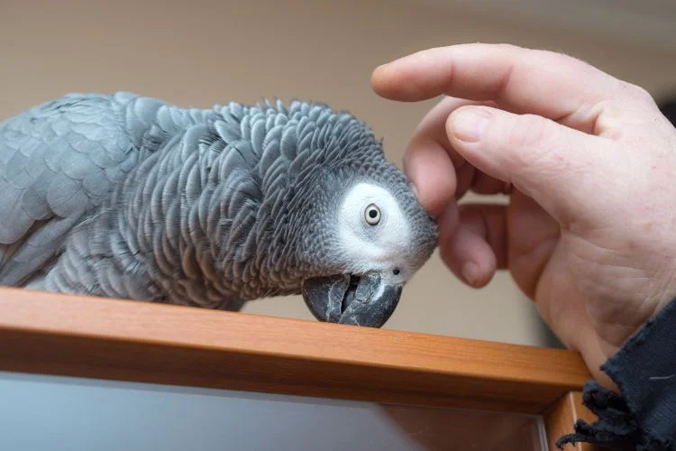 Un perroquet gris d'Afrique caressé par son maître