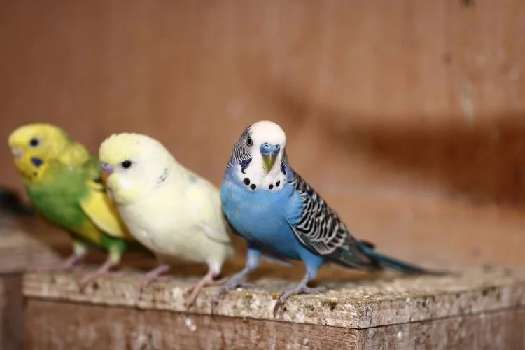Une bande de 3 perruches (Jaune, blanche et bleue).