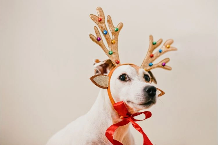 Chien avec un déguisement de Noël sur la tête