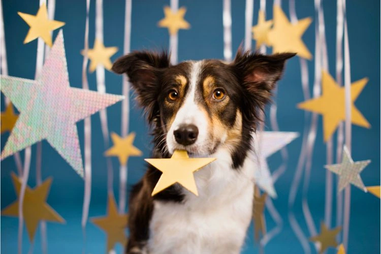 Beau chien jouant la star parmi des étoiles