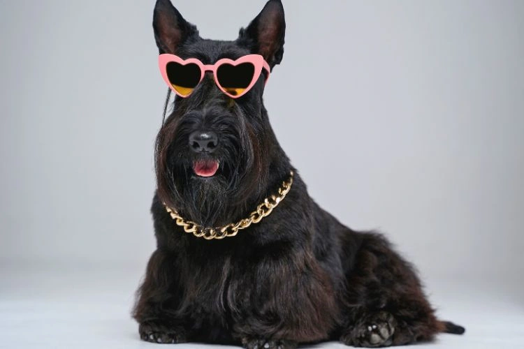 Chien noir avec des lunettes