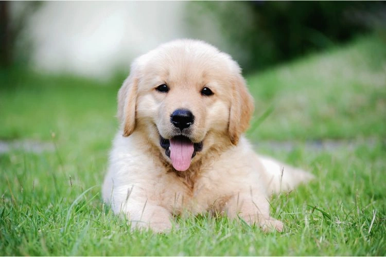 Chiot très mignon