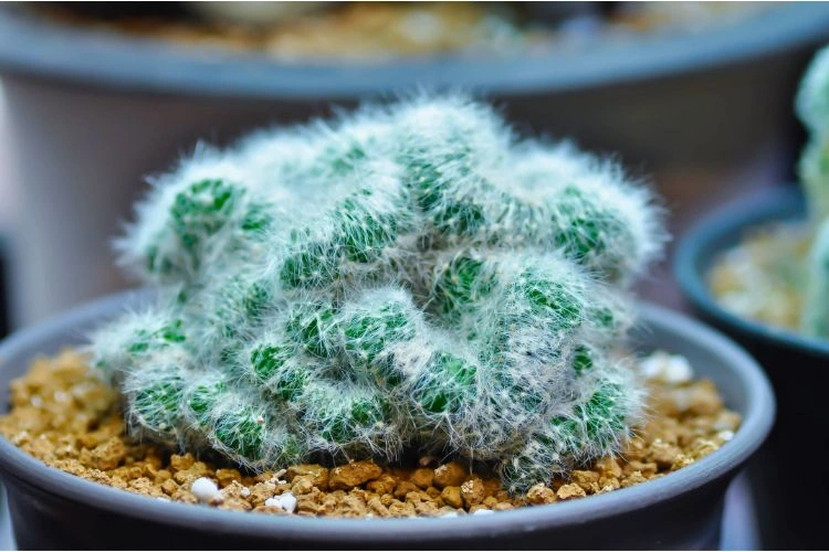 Cactus mammillaria en pot
