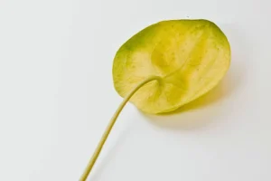 Feuille jaune qui tombent du pilea peperomioides