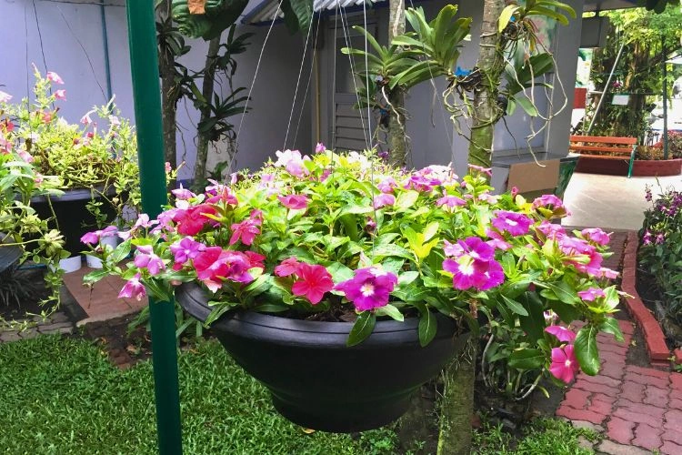 Jasmin de Madagascar en pot