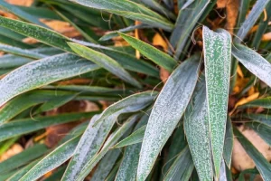 Yucca avec des feuilles malades
