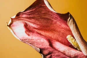 Fleur d'anthurium en train de mourir