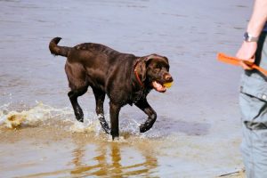 les-10-meilleurs-races-de-chiens-moyens-calmes-et-affectueux