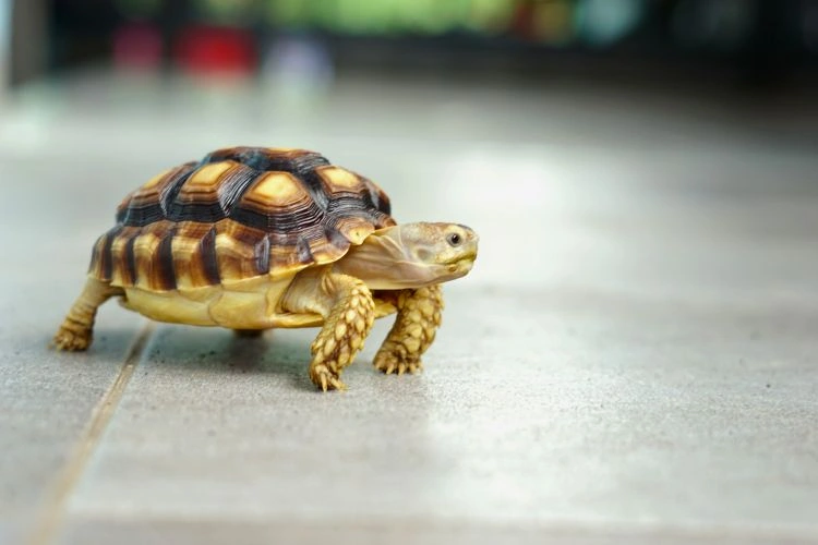 Tortue de compagnie