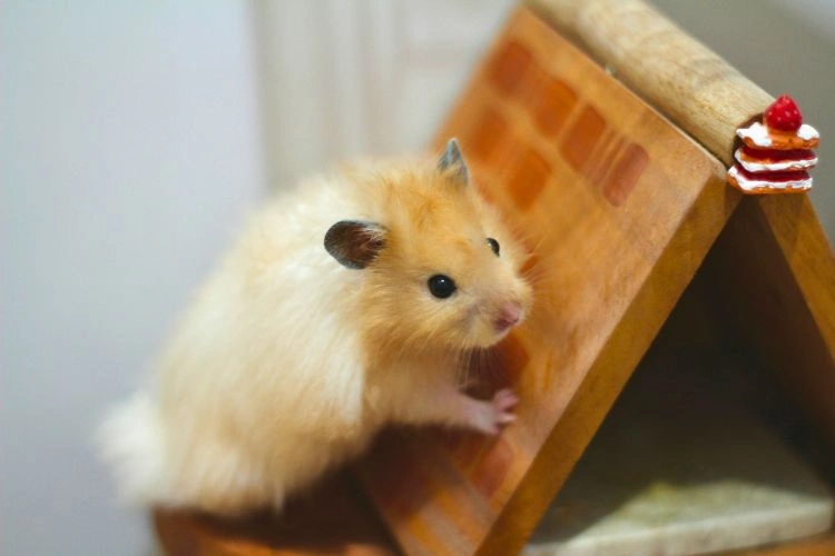 Jolie petit hamster