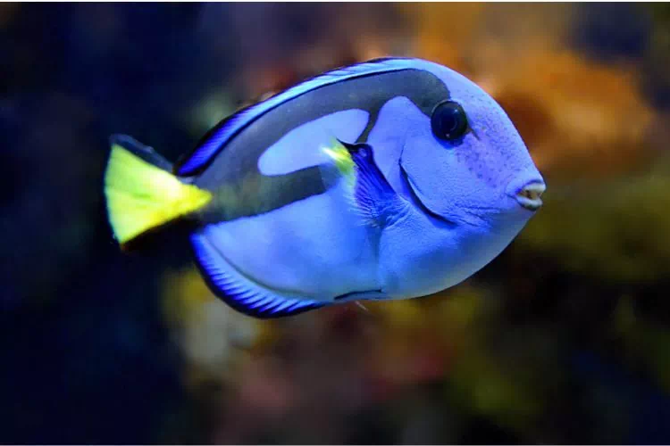 Poisson tang bleu