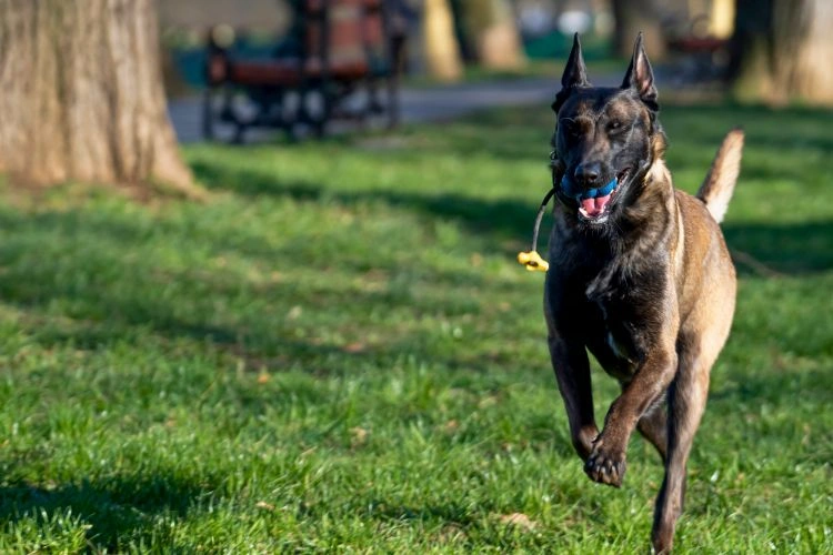 Berger belge Malinois
