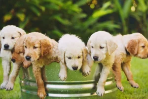 Chiots golden retriever