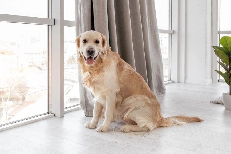 Chien dans un appartement