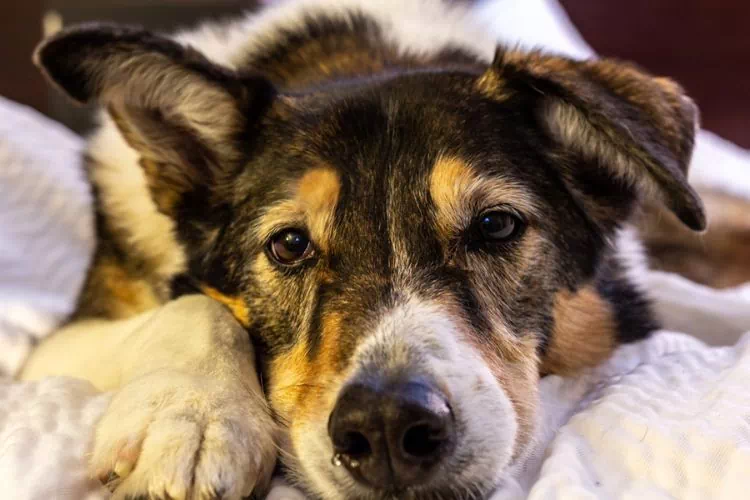 Borsky