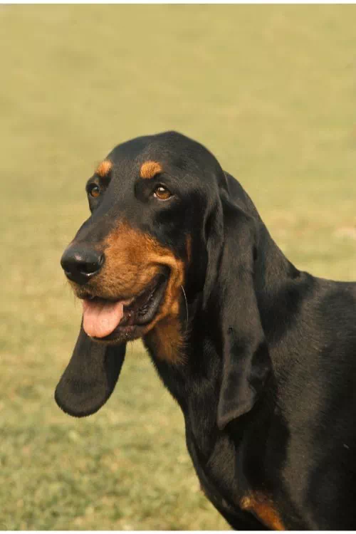 Bruno du Jura croisé avec un beagle