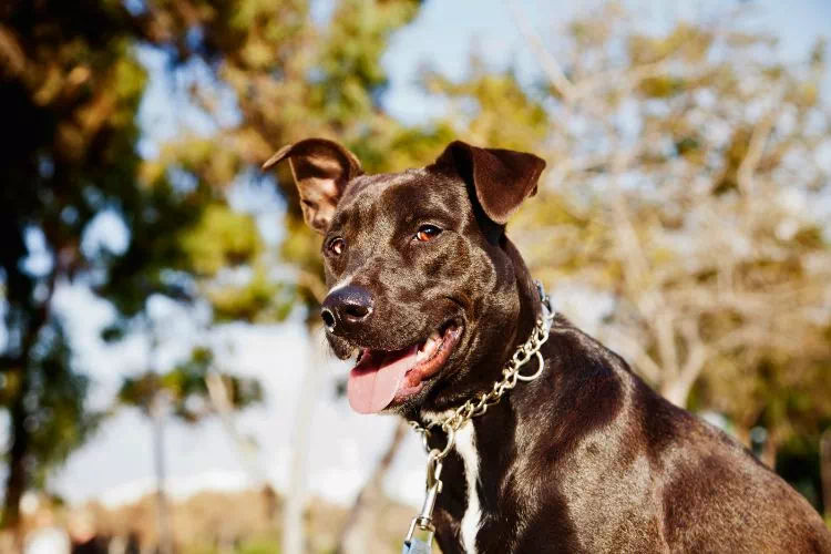 Labrabull Marron