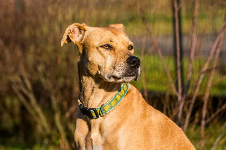 Labrabull