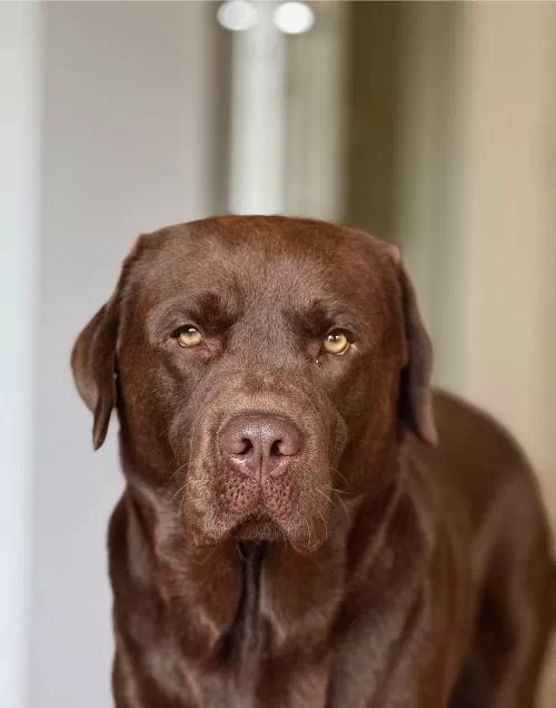 Pitbull croisé avec le Labrador