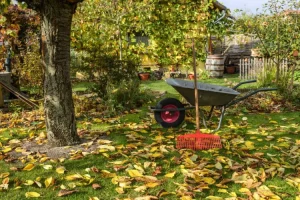 Jardin en automne avec un râteau et une brouette pour ratisser les feuilles mortes